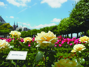 お気に入りの場所、Rosengarten Bamberg